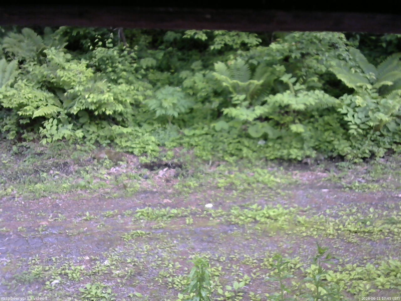 長野県菅平高原 ゆたか山荘 東側(坂下) 2026/06/11 17:45