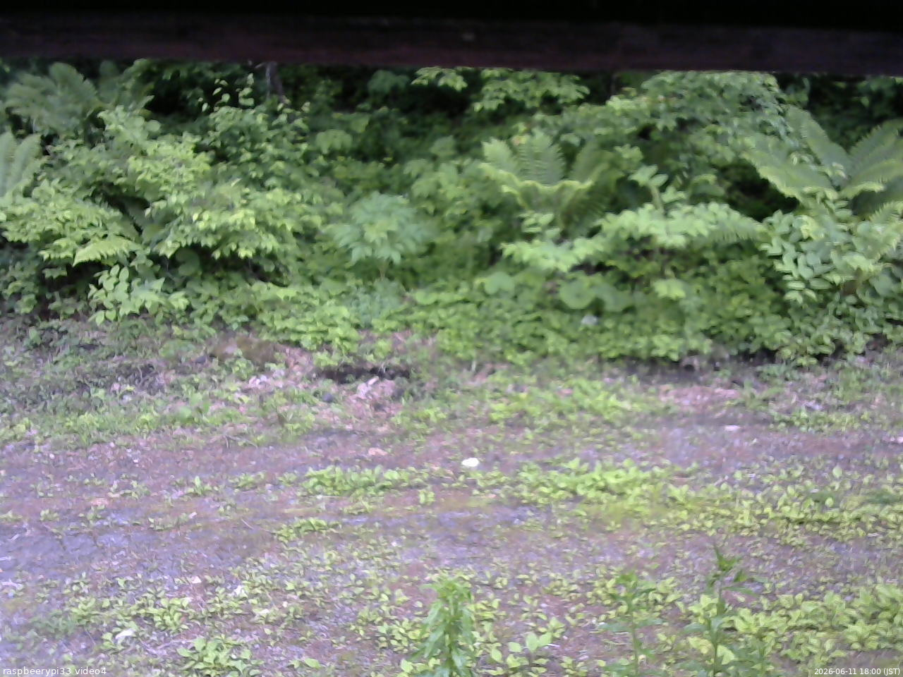 長野県菅平高原 ゆたか山荘 東側(坂下) 2026/06/11 18:00