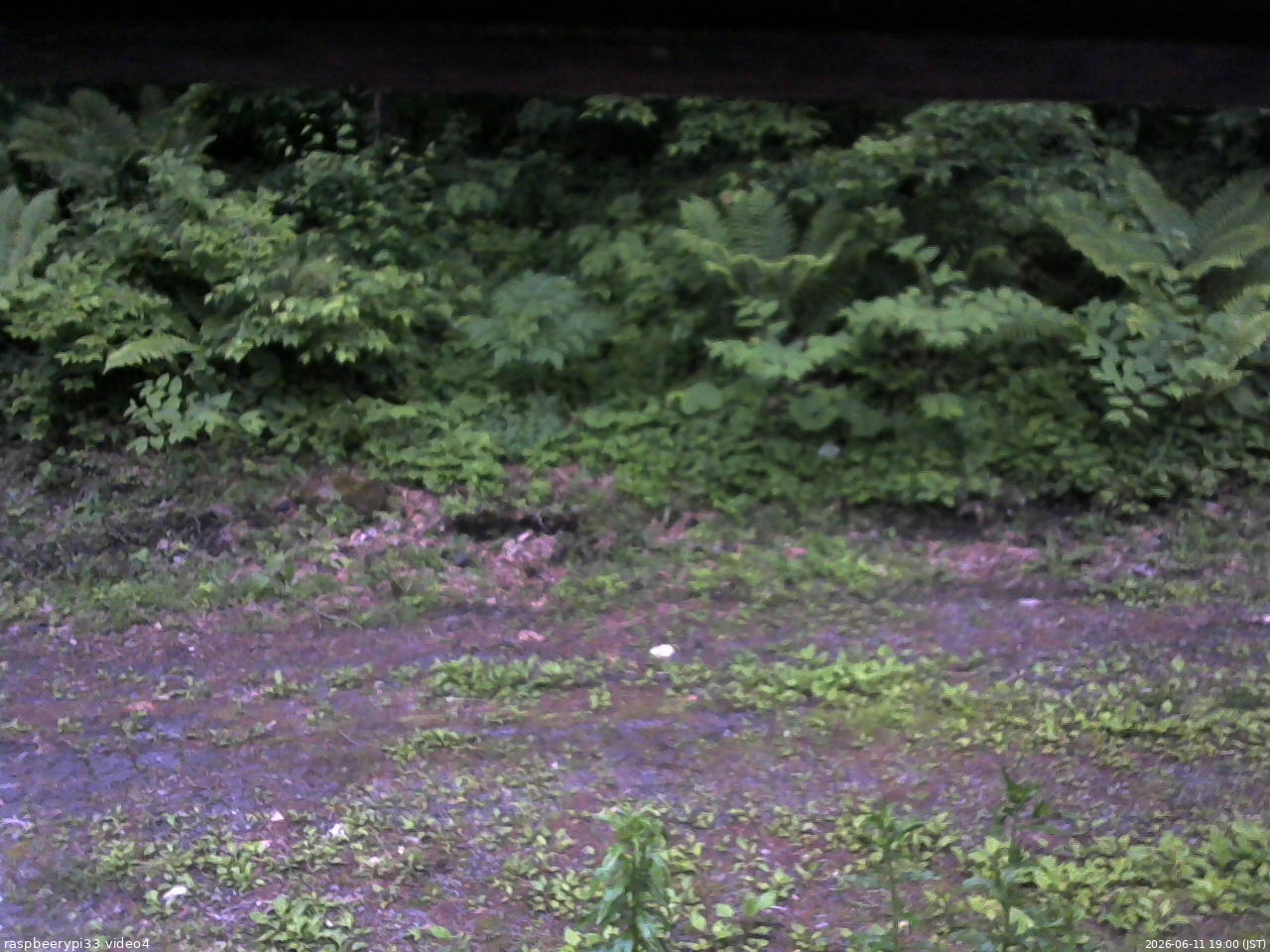 長野県菅平高原 ゆたか山荘 東側(坂下) 2026/06/11 19:00