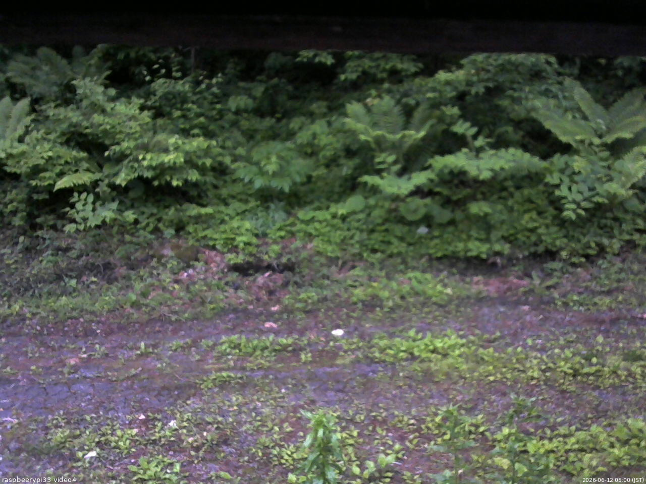 長野県菅平高原 ゆたか山荘 東側(坂下) 2026/06/12 05:00