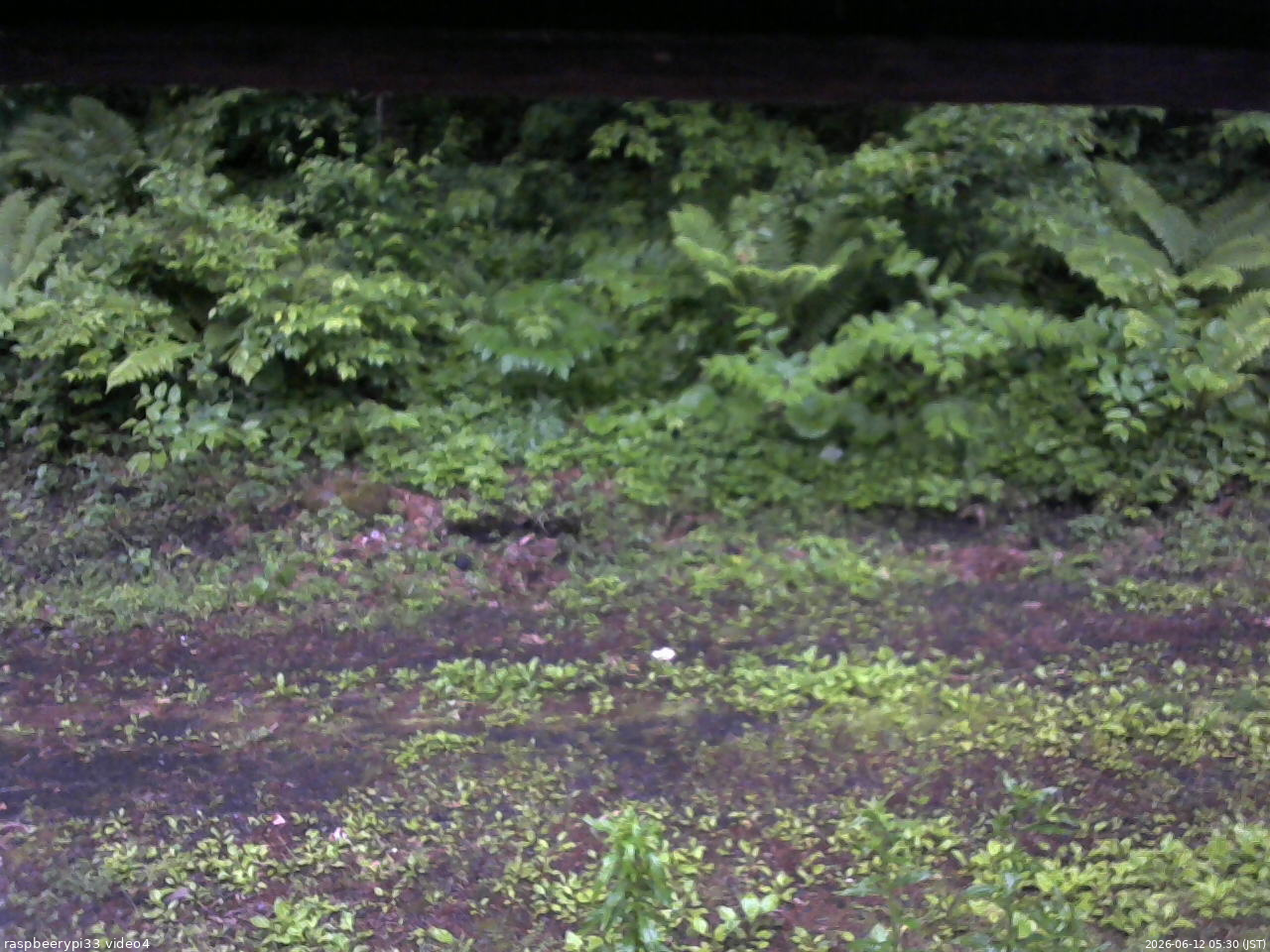 長野県菅平高原 ゆたか山荘 東側(坂下) 2026/06/12 05:30