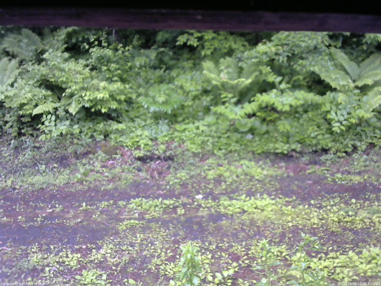 長野県菅平高原 ゆたか山荘 東側(坂下) 2026/06/12 06:45