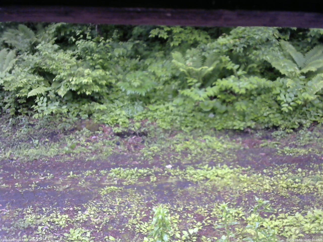 長野県菅平高原 ゆたか山荘 東側(坂下) 2026/06/12 07:00