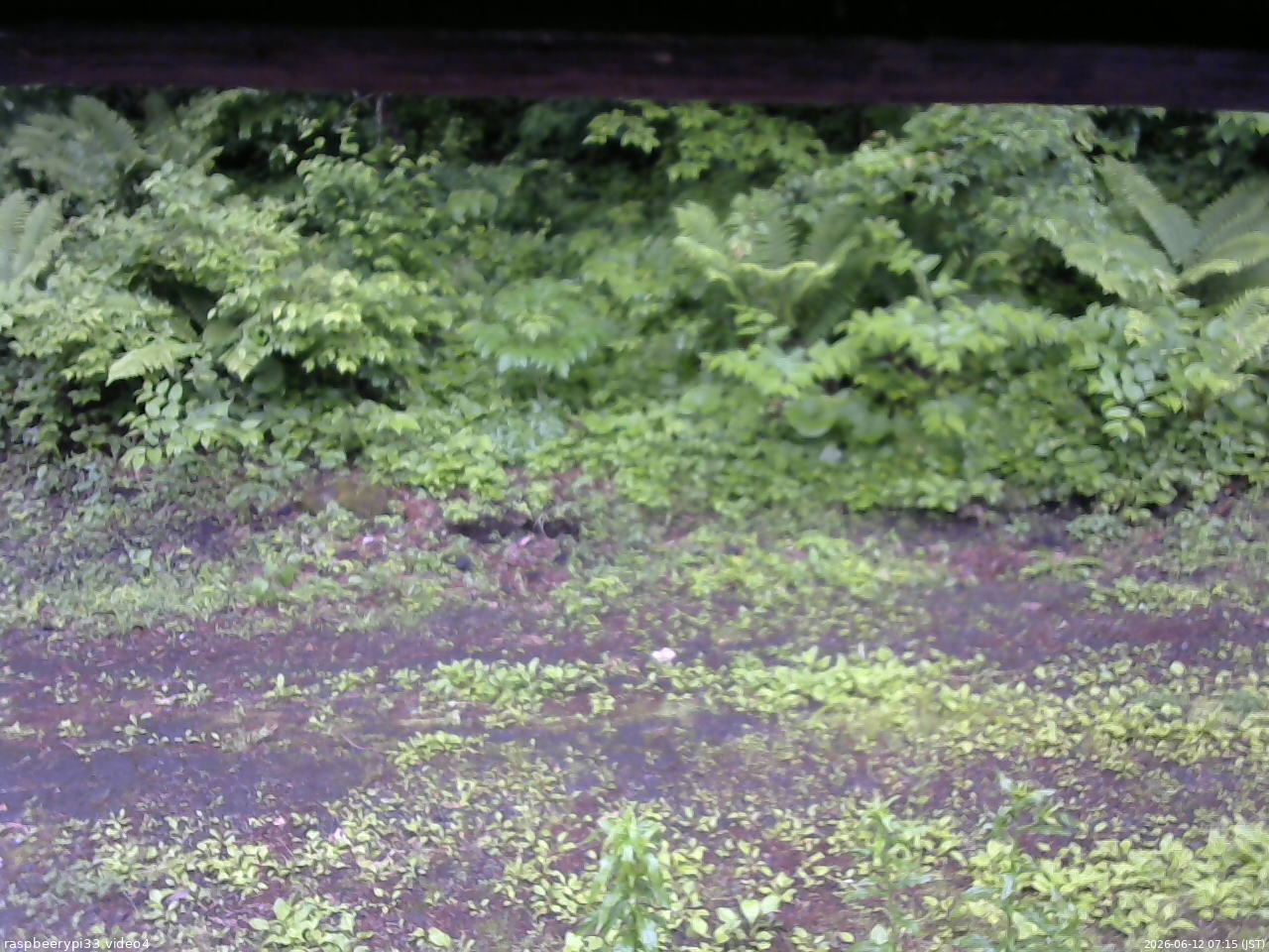 長野県菅平高原 ゆたか山荘 東側(坂下) 2026/06/12 07:15