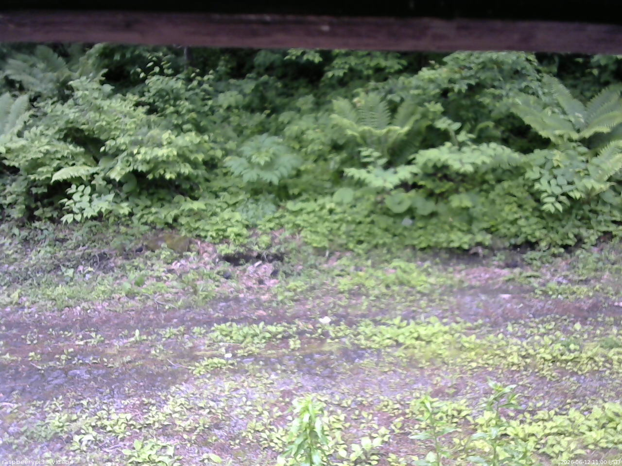 長野県菅平高原 ゆたか山荘 東側(坂下) 2026/06/12 11:00