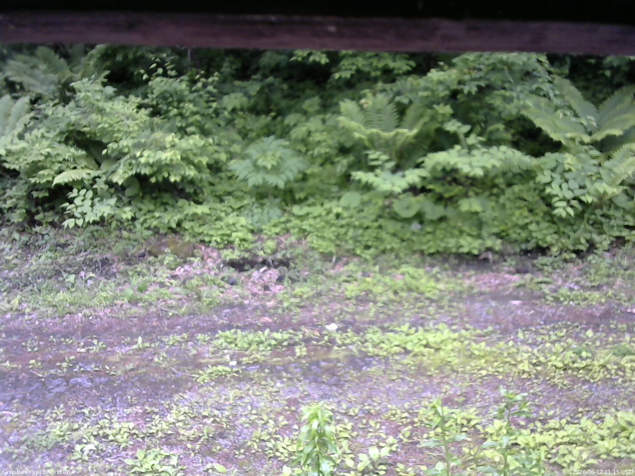 長野県菅平高原 ゆたか山荘 東側(坂下) 2026/06/12 11:15