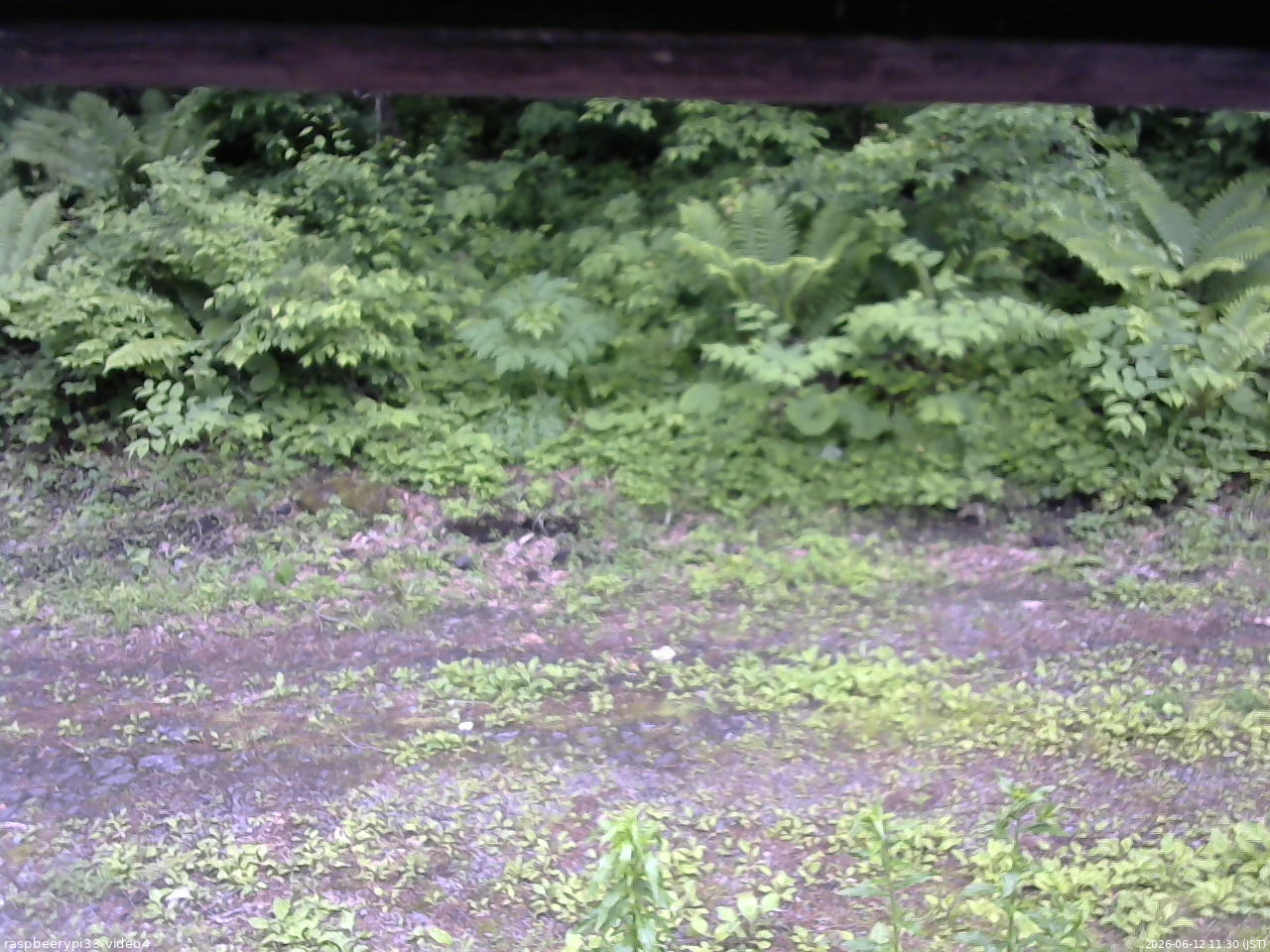 長野県菅平高原 ゆたか山荘 東側(坂下) 2026/06/12 11:30
