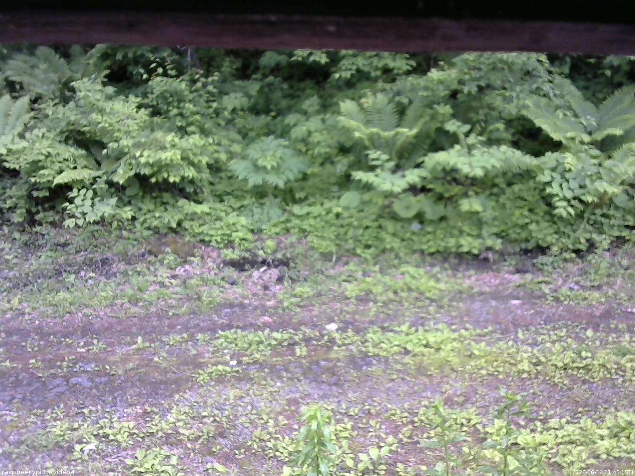 長野県菅平高原 ゆたか山荘 東側(坂下) 2026/06/12 11:45
