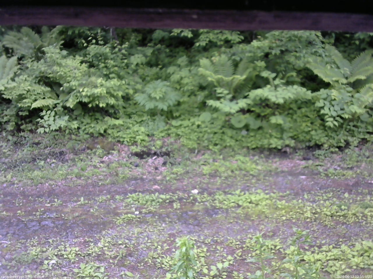 長野県菅平高原 ゆたか山荘 東側(坂下) 2026/06/12 12:15