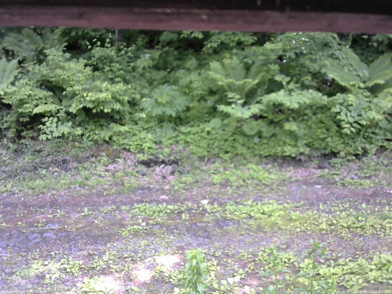 長野県菅平高原 ゆたか山荘 東側(坂下) 2026/06/12 13:30
