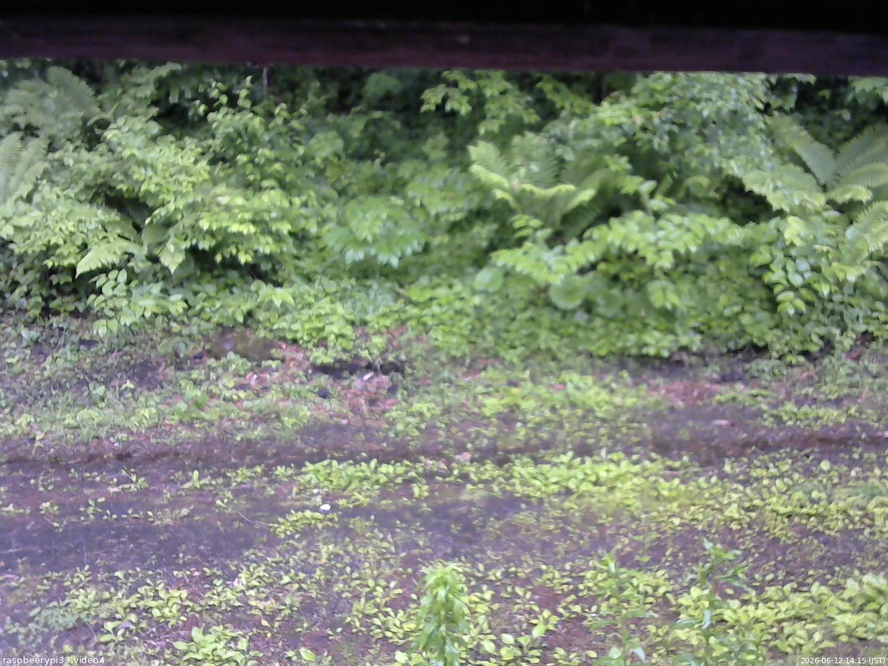 長野県菅平高原 ゆたか山荘 東側(坂下) 2026/06/12 14:15