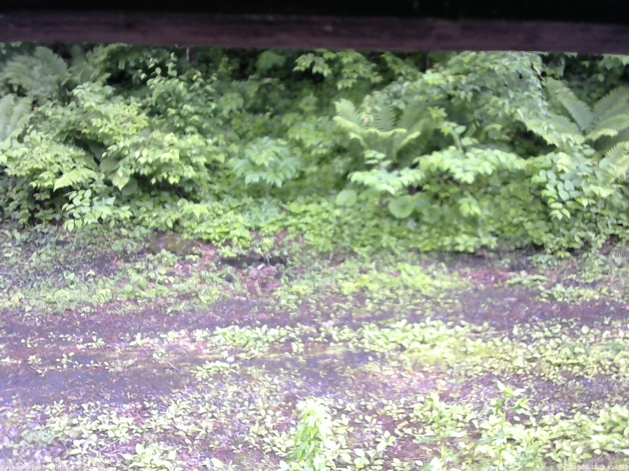 長野県菅平高原 ゆたか山荘 東側(坂下) 2026/06/12 15:45