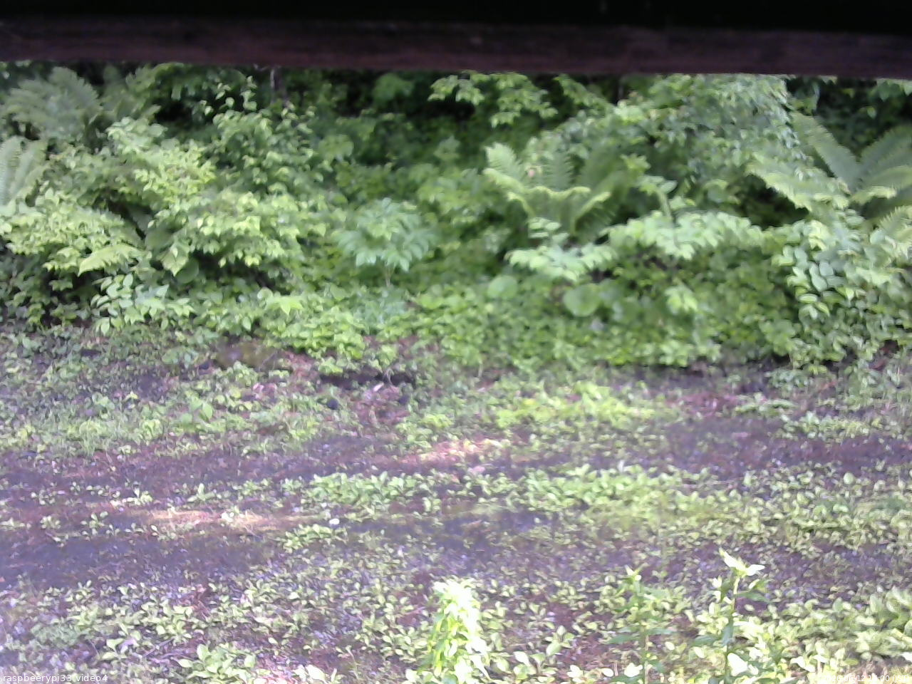 長野県菅平高原 ゆたか山荘 東側(坂下) 2026/06/12 16:00