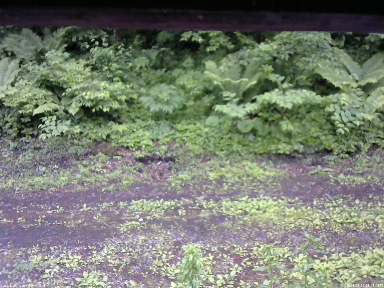長野県菅平高原 ゆたか山荘 東側(坂下) 2026/06/12 16:45
