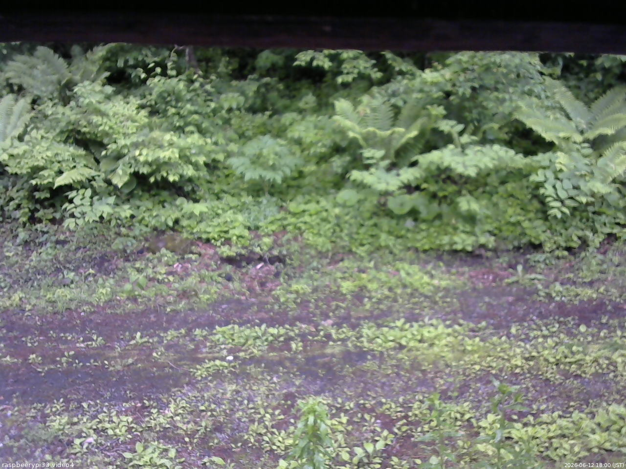 長野県菅平高原 ゆたか山荘 東側(坂下) 2026/06/12 18:00