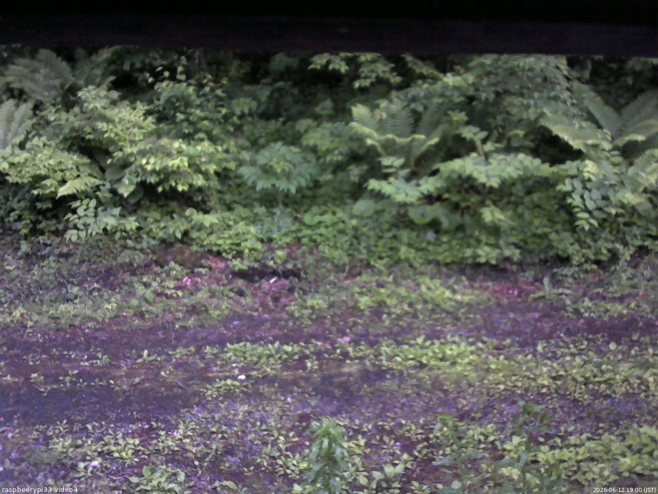 長野県菅平高原 ゆたか山荘 東側(坂下) 2026/06/12 19:00