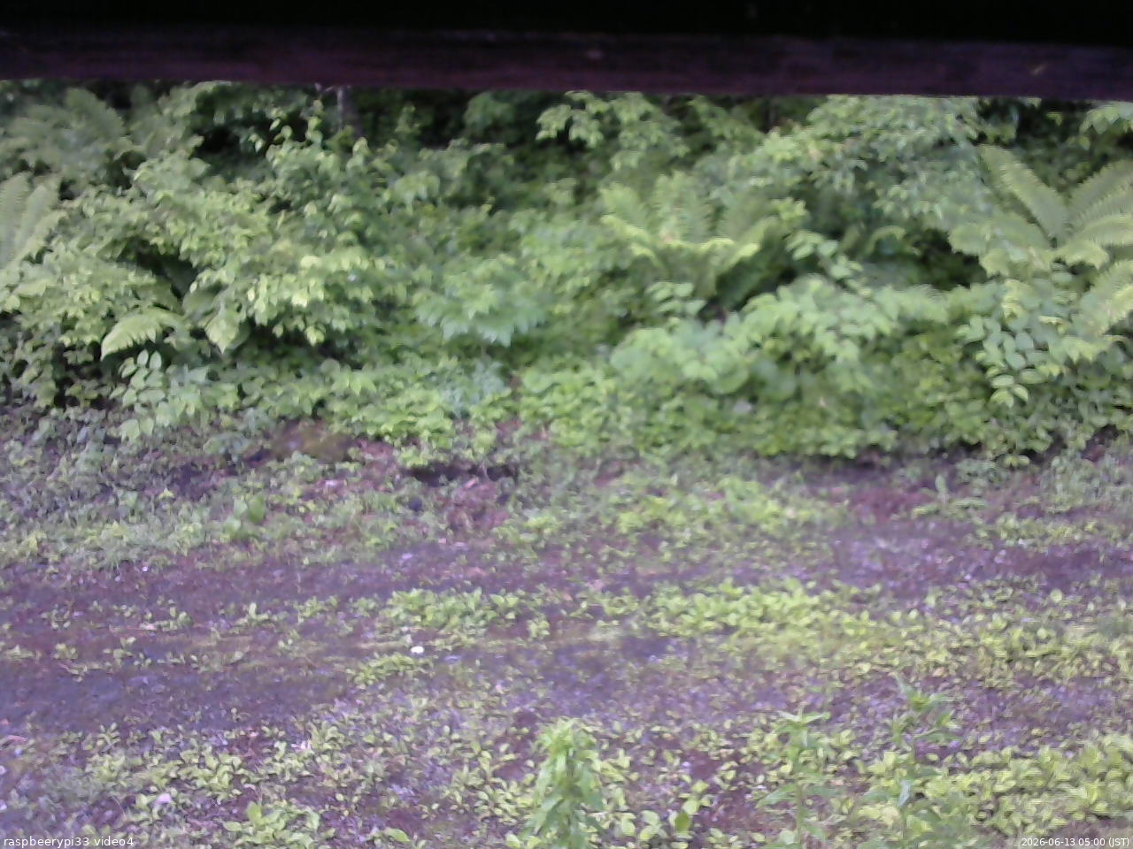 長野県菅平高原 ゆたか山荘 東側(坂下) 2026/06/13 05:00