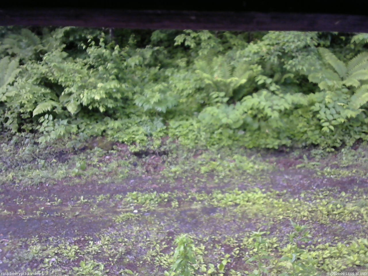 長野県菅平高原 ゆたか山荘 東側(坂下) 2026/06/13 05:30
