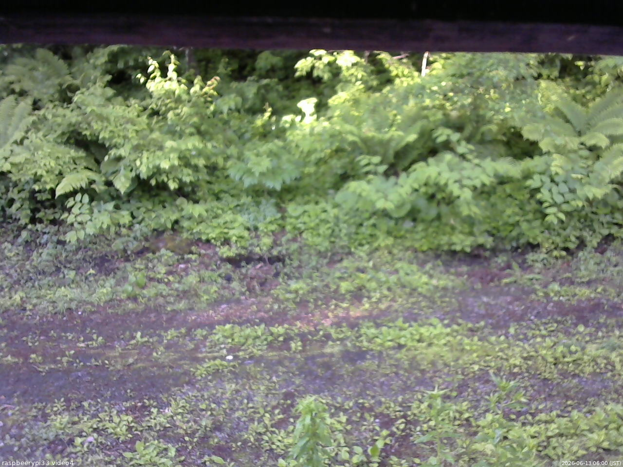 長野県菅平高原 ゆたか山荘 東側(坂下) 2026/06/13 06:00