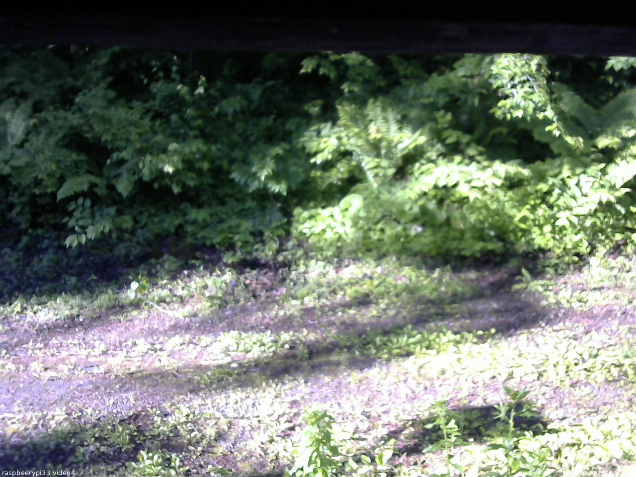 長野県菅平高原 ゆたか山荘 東側(坂下) 2026/06/13 06:30