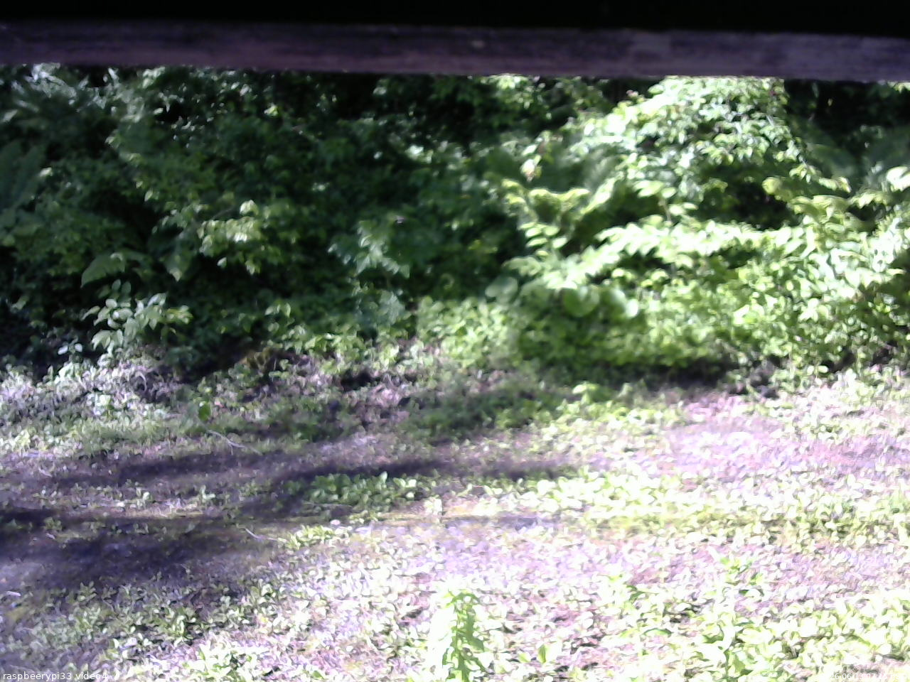 長野県菅平高原 ゆたか山荘 東側(坂下) 2026/06/13 07:15