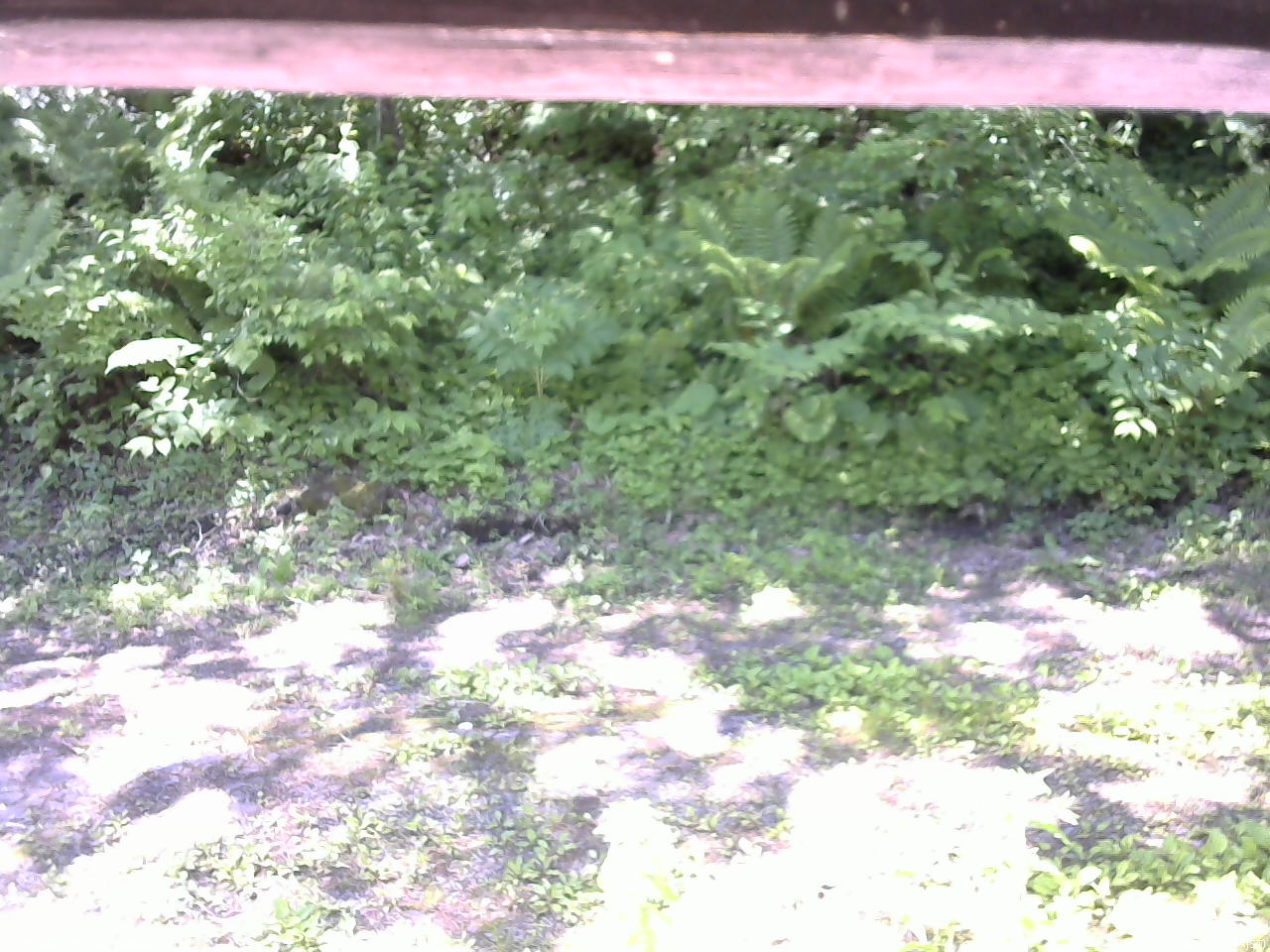長野県菅平高原 ゆたか山荘 東側(坂下) 2026/06/13 09:30