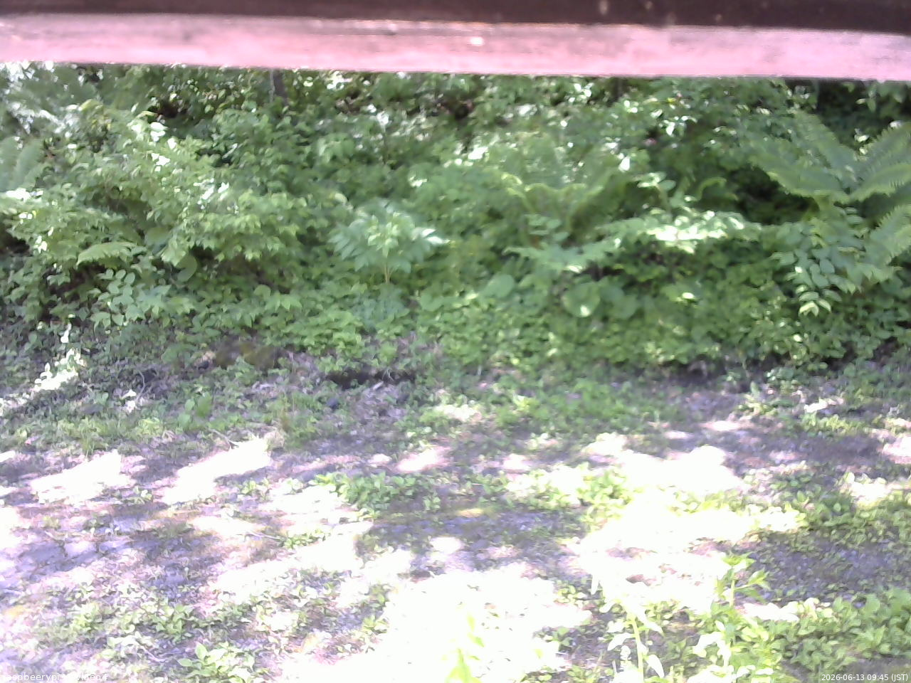 長野県菅平高原 ゆたか山荘 東側(坂下) 2026/06/13 09:45