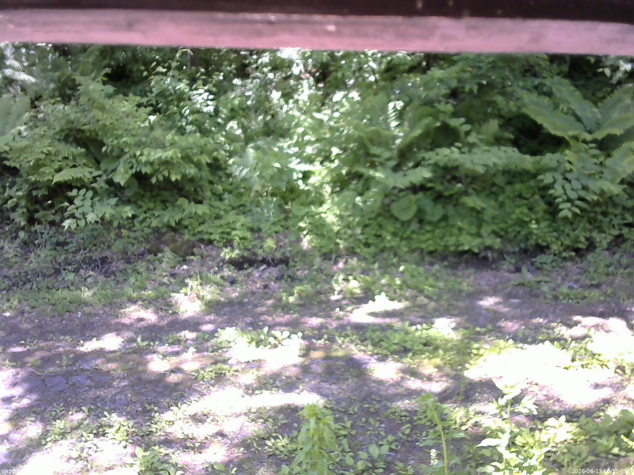 長野県菅平高原 ゆたか山荘 東側(坂下) 2026/06/13 10:15