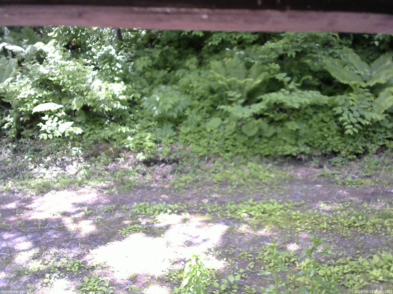 長野県菅平高原 ゆたか山荘 東側(坂下) 2026/06/13 11:00