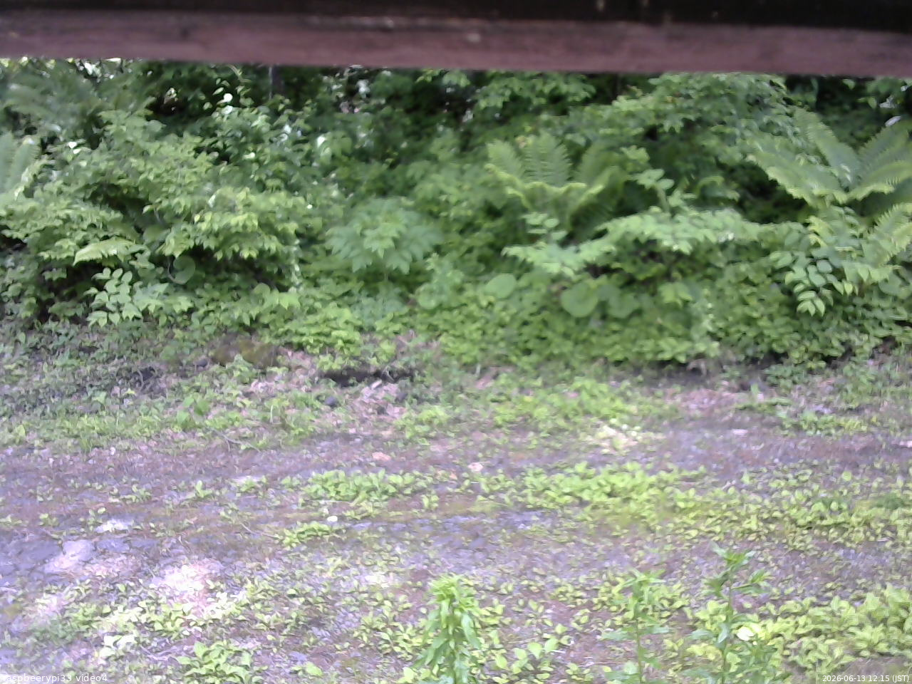 長野県菅平高原 ゆたか山荘 東側(坂下) 2026/06/13 12:15