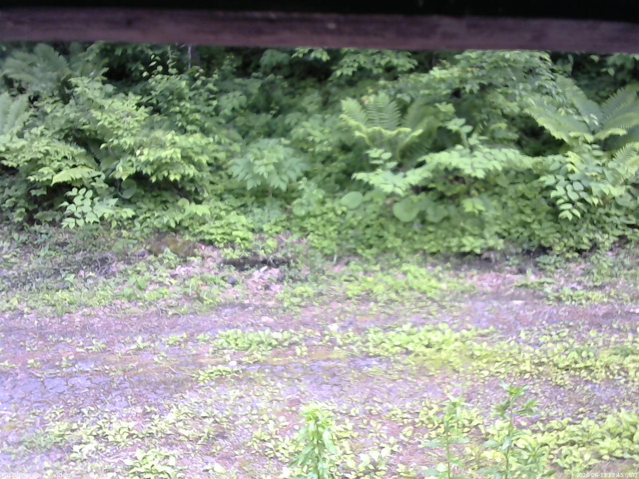 長野県菅平高原 ゆたか山荘 東側(坂下) 2026/06/13 12:45