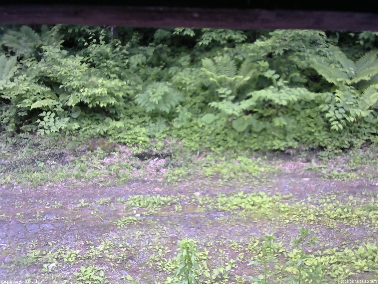 長野県菅平高原 ゆたか山荘 東側(坂下) 2026/06/13 13:30