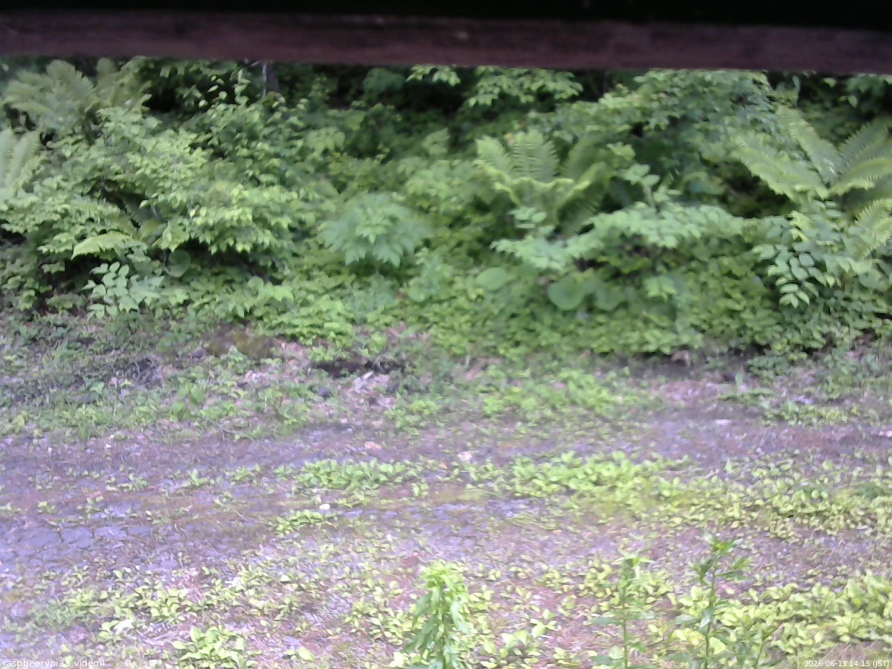 長野県菅平高原 ゆたか山荘 東側(坂下) 2026/06/13 14:15