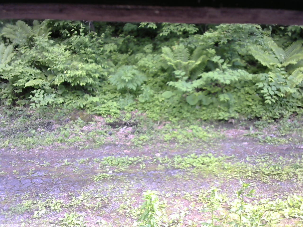 長野県菅平高原 ゆたか山荘 東側(坂下) 2026/06/13 14:30