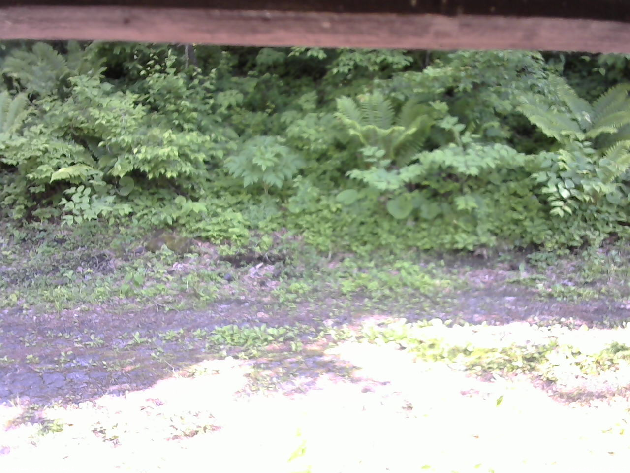 長野県菅平高原 ゆたか山荘 東側(坂下) 2026/06/13 14:45