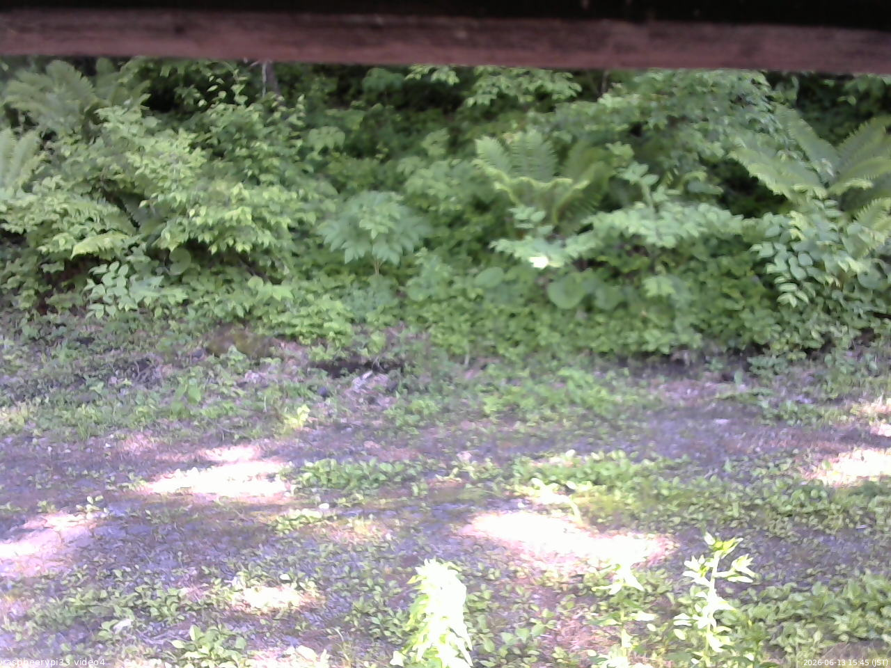 長野県菅平高原 ゆたか山荘 東側(坂下) 2026/06/13 15:45