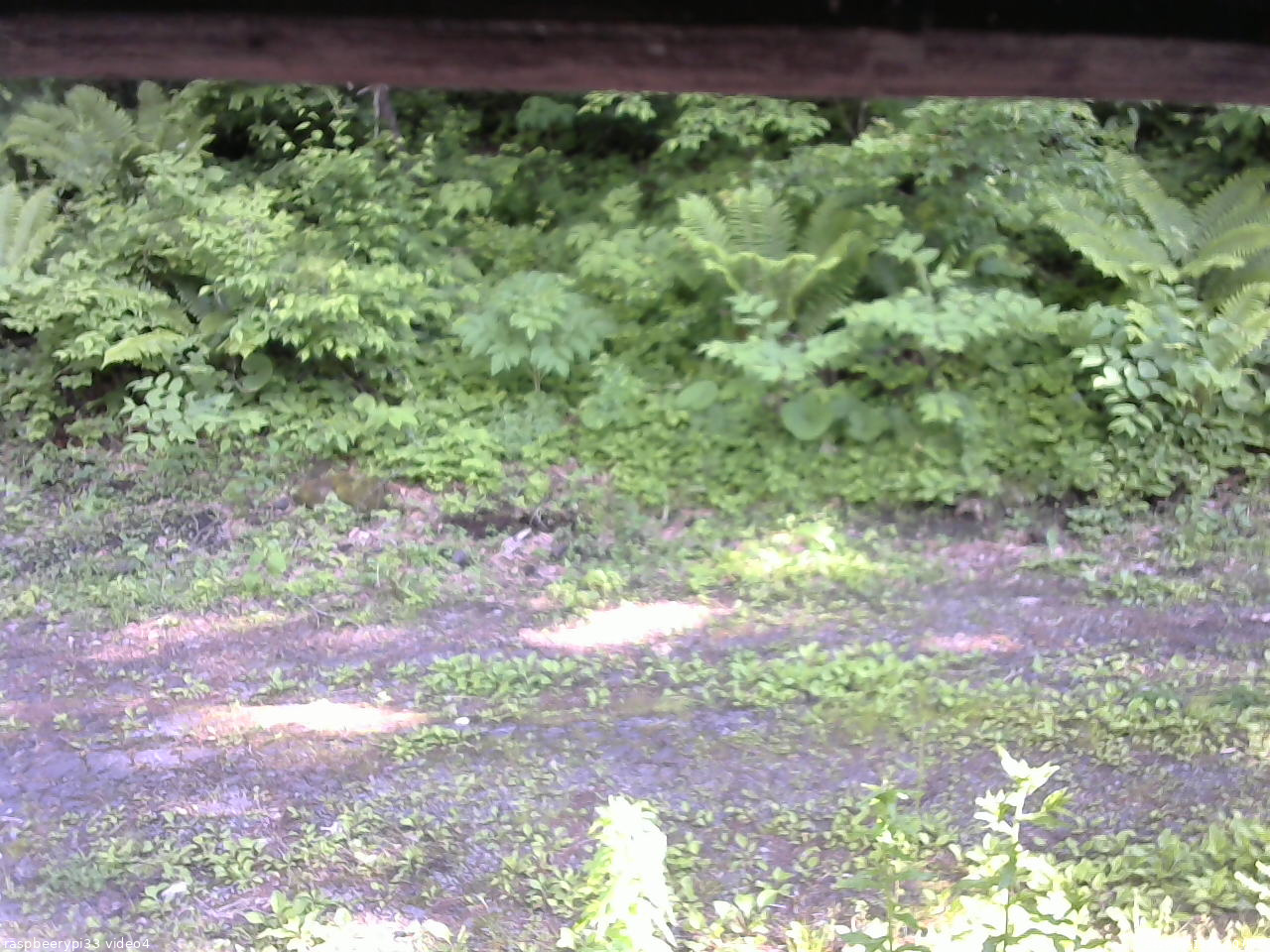 長野県菅平高原 ゆたか山荘 東側(坂下) 2026/06/13 16:00