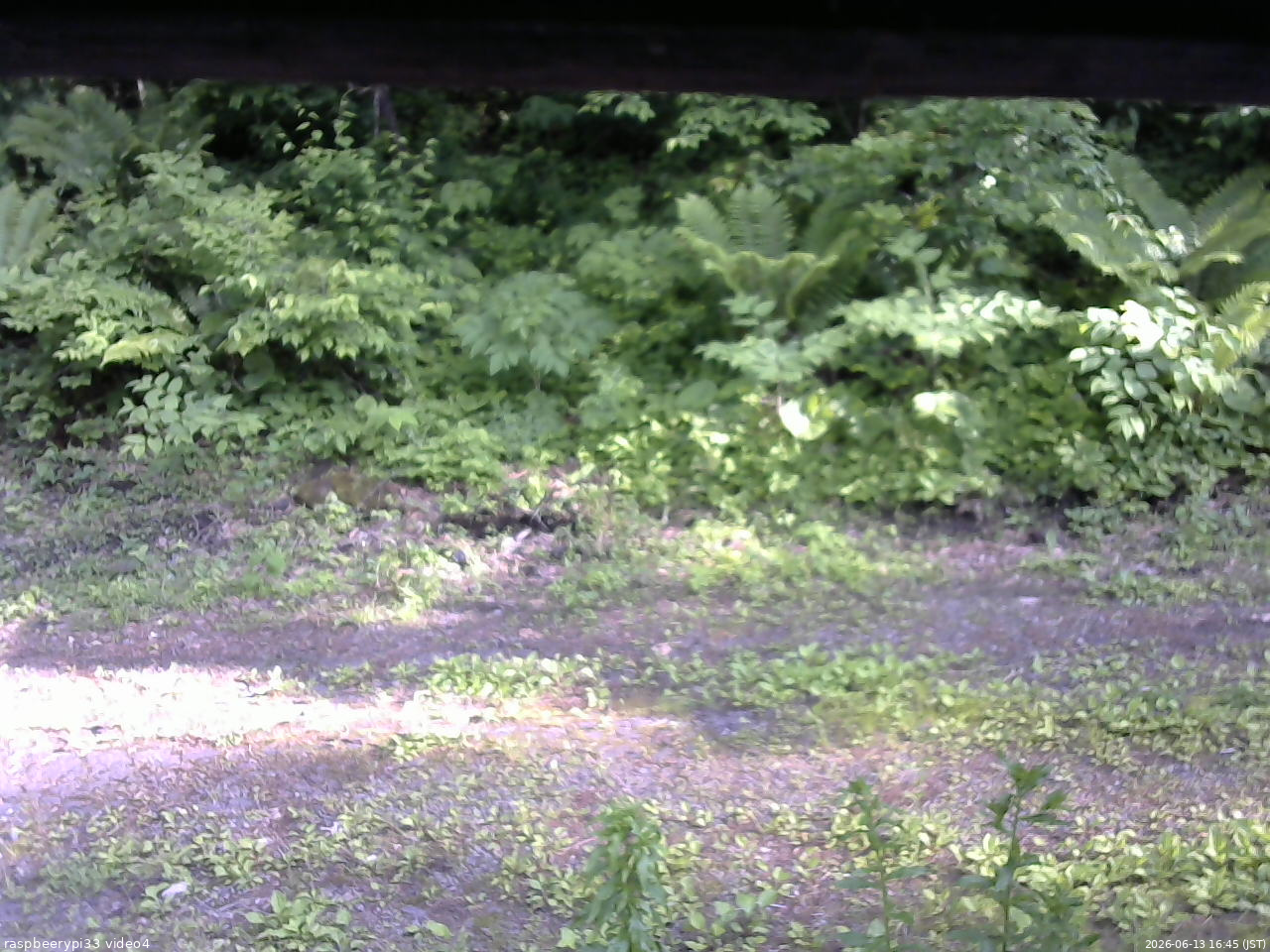 長野県菅平高原 ゆたか山荘 東側(坂下) 2026/06/13 16:45