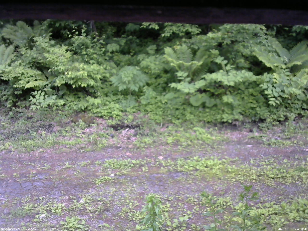 長野県菅平高原 ゆたか山荘 東側(坂下) 2026/06/13 17:45