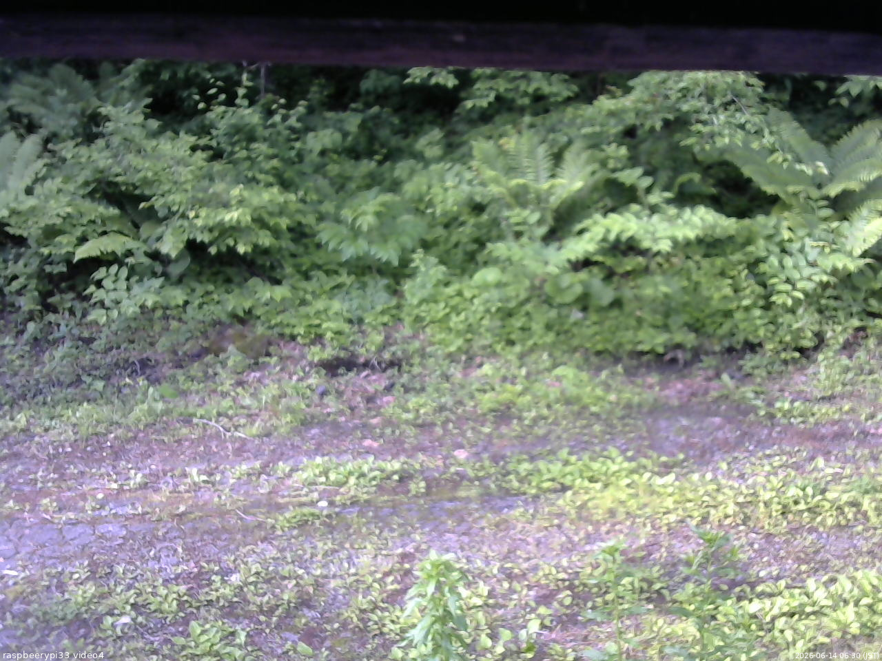長野県菅平高原 ゆたか山荘 東側(坂下) 2026/06/14 06:30