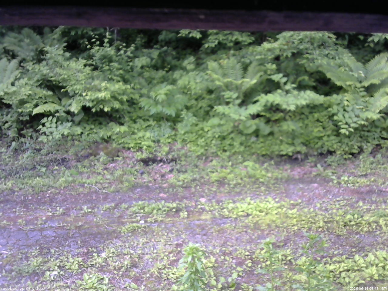 長野県菅平高原 ゆたか山荘 東側(坂下) 2026/06/14 06:45