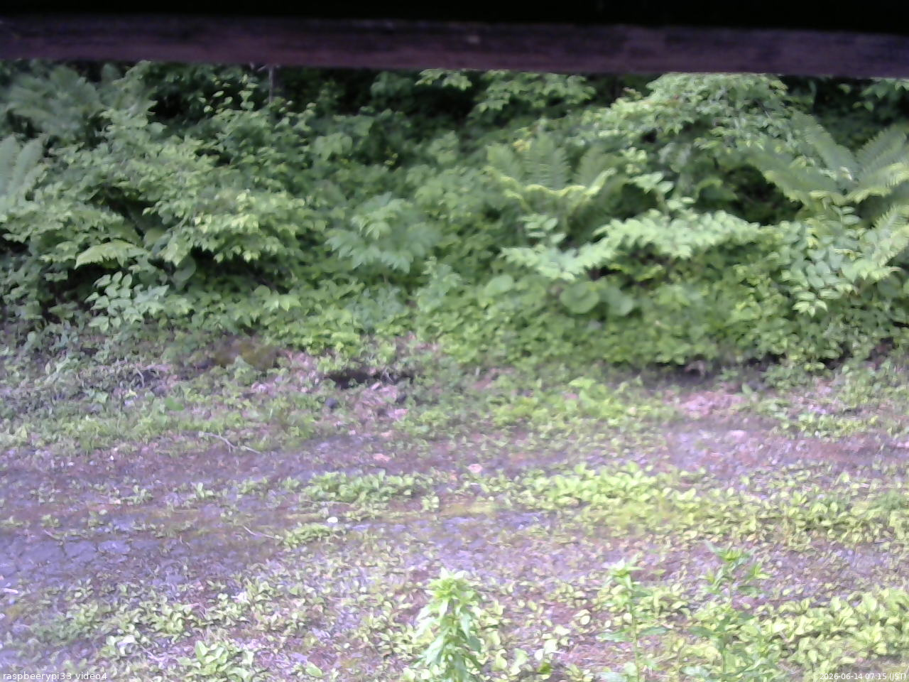 長野県菅平高原 ゆたか山荘 東側(坂下) 2026/06/14 07:15