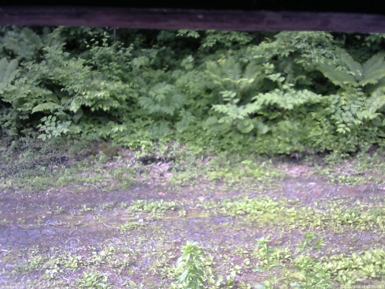 長野県菅平高原 ゆたか山荘 東側(坂下) 2026/06/14 07:30