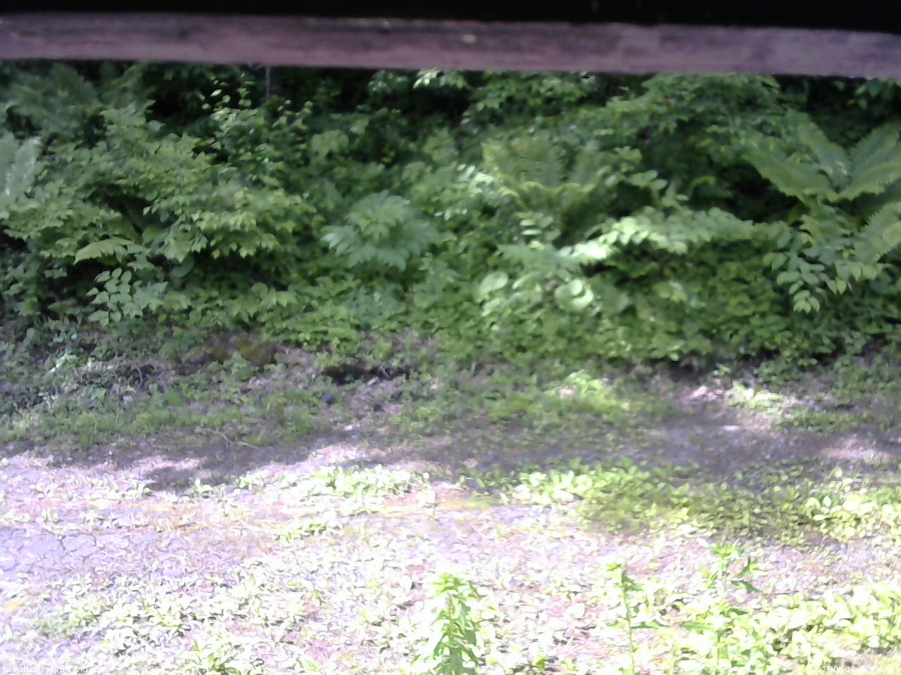 長野県菅平高原 ゆたか山荘 東側(坂下) 2026/06/14 08:30