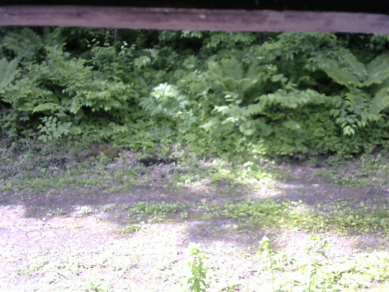 長野県菅平高原 ゆたか山荘 東側(坂下) 2026/06/14 08:45