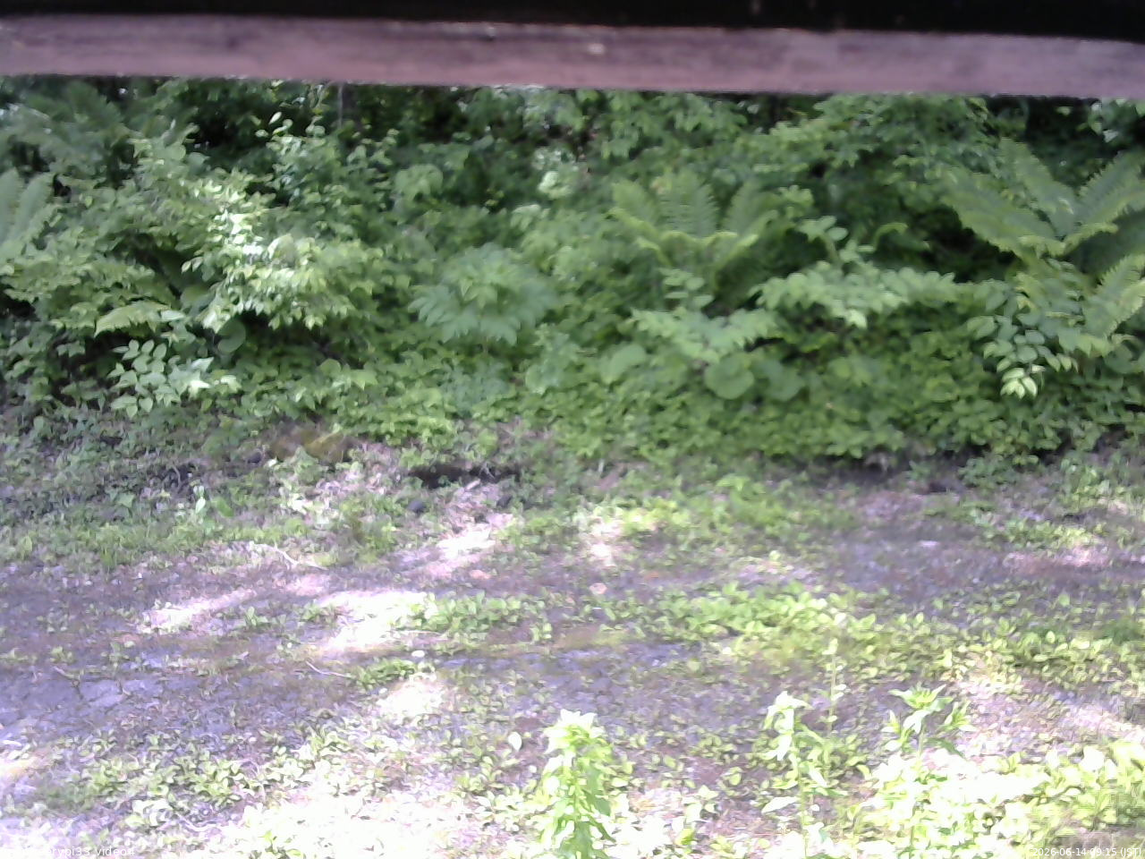 長野県菅平高原 ゆたか山荘 東側(坂下) 2026/06/14 09:15