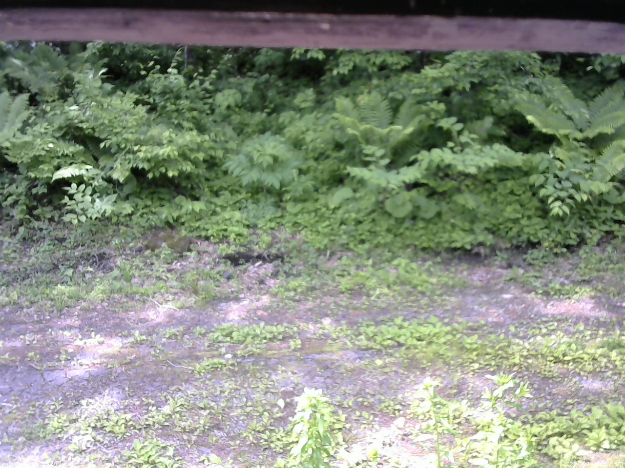 長野県菅平高原 ゆたか山荘 東側(坂下) 2026/06/14 09:30