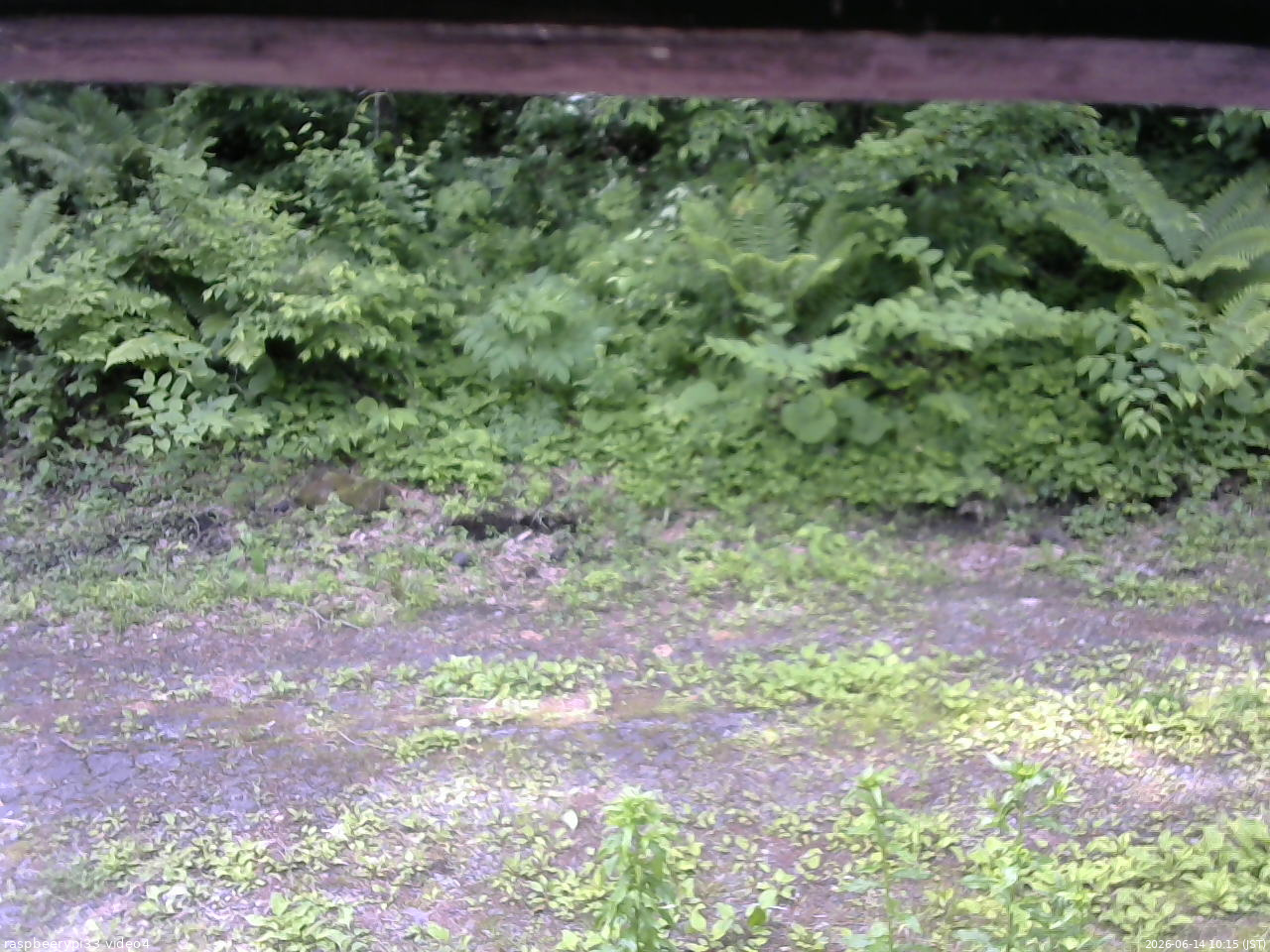 長野県菅平高原 ゆたか山荘 東側(坂下) 2026/06/14 10:15
