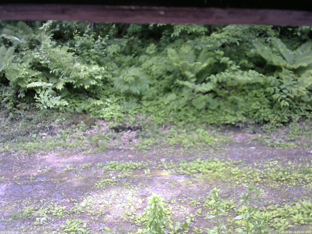 長野県菅平高原 ゆたか山荘 東側(坂下) 2026/06/14 11:00