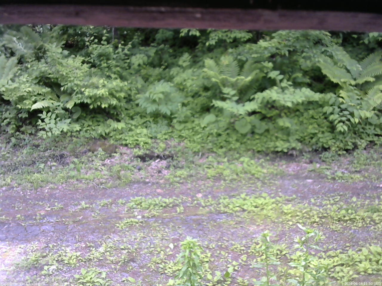 長野県菅平高原 ゆたか山荘 東側(坂下) 2026/06/14 11:30
